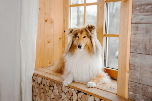 Röd Grov Collie Hund Liggande Brunt Träfönster — Stockfoto