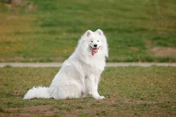 Güzel Gülümseyen Beyaz Samoed Köpek Parkta Yürüyor — Stok fotoğraf