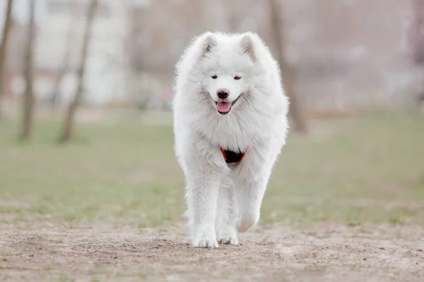 Όμορφο Χαμογελαστό Λευκό Samoyed Σκυλί Πόδια Στο Πάρκο — Φωτογραφία Αρχείου