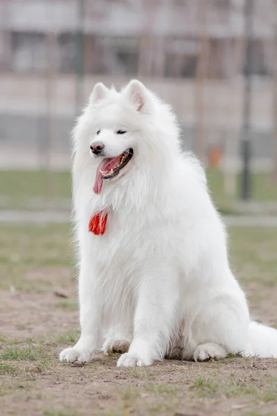 Hermoso Sonriente Blanco Samoyed Perro Caminando Parque —  Fotos de Stock