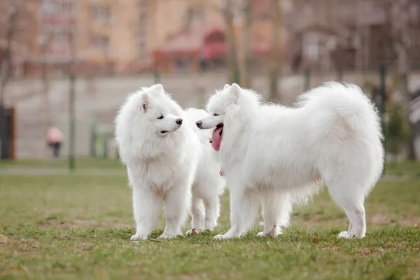 Vit Fluffiga Samojerade Hundar Spelar Parken Bakgrund — Stockfoto