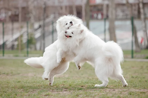Beyaz Tüylü Samoyed Köpekleri Parkta Oynuyorlar — Stok fotoğraf