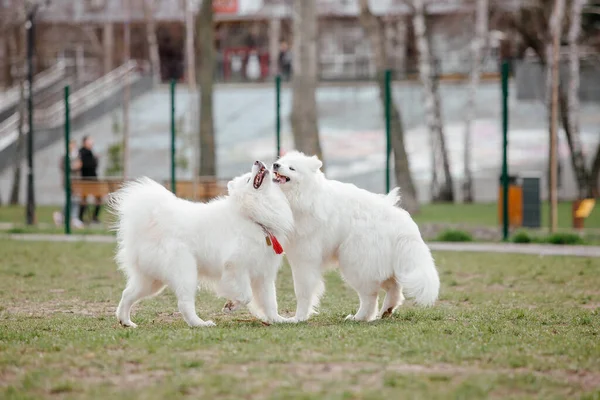 Białe Puszyste Samoyed Psy Bawiące Się Tle Parku — Zdjęcie stockowe