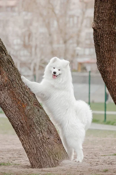 Beautiful Smiling White Samoyed Dog Walking Park — Stock Photo, Image