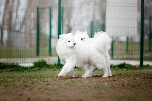 Witte Pluizig Samoyed Honden Spelen Het Park Achtergrond — Stockfoto