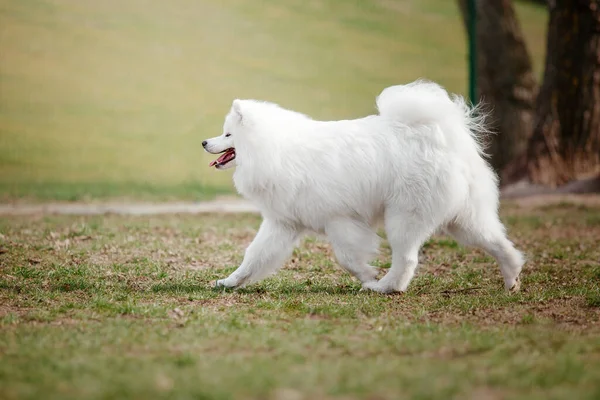 Güzel Gülümseyen Beyaz Samoed Köpek Parkta Yürüyor — Stok fotoğraf