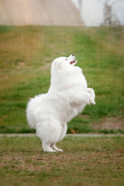 Красивая Улыбающаяся Белая Собака Гуляющая Парку — стоковое фото