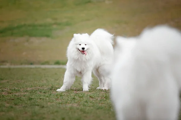Λευκά Αφράτα Σκυλιά Samoyed Παίζει Στο Παρασκήνιο Πάρκο — Φωτογραφία Αρχείου