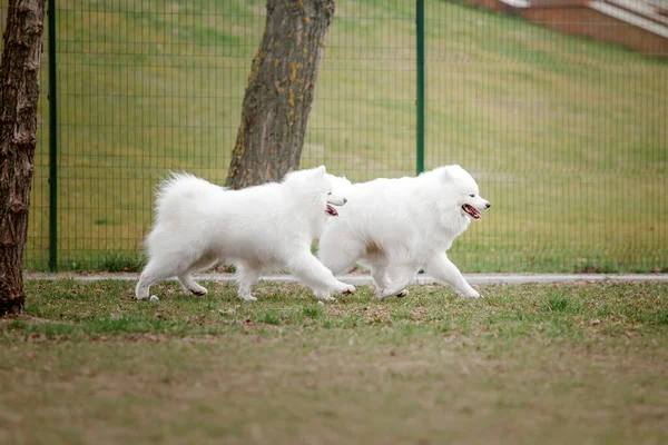 Białe Puszyste Samoyed Psy Bawiące Się Tle Parku — Zdjęcie stockowe