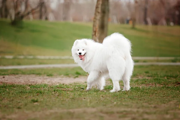 Güzel Gülümseyen Beyaz Samoed Köpek Parkta Yürüyor — Stok fotoğraf