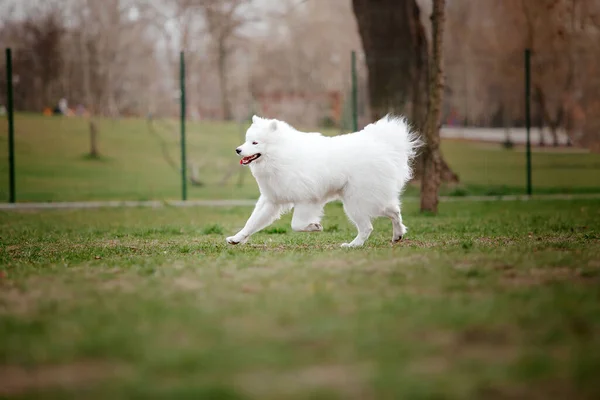 Krásný Usměvavý Bílý Samoložené Pes Procházky Parku — Stock fotografie
