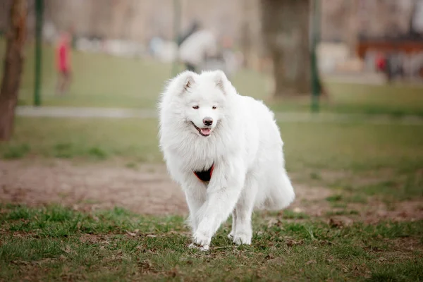 Vacker Leende Vit Samoyed Hund Promenader Parken — Stockfoto
