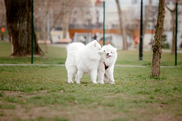 Vit Fluffiga Samojerade Hundar Spelar Parken Bakgrund — Stockfoto