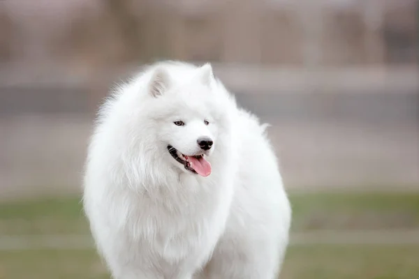 Fehér Bolyhos Mosolygós Samoyed Kutya Pózol Parkban — Stock Fotó