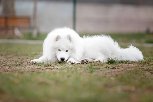 Branco Fofo Sorridente Samoyed Cão Posando Parque — Fotografia de Stock