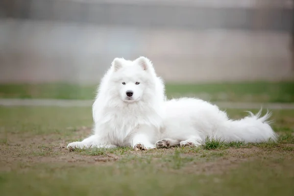 在公园里摆姿势的白色毛茸茸的笑着的狗 — 图库照片