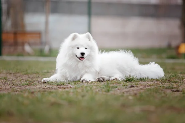 白いふわふわの笑顔をした犬が公園にポーズをとって — ストック写真