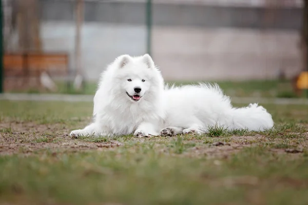 Branco Fofo Sorridente Samoyed Cão Posando Parque — Fotografia de Stock