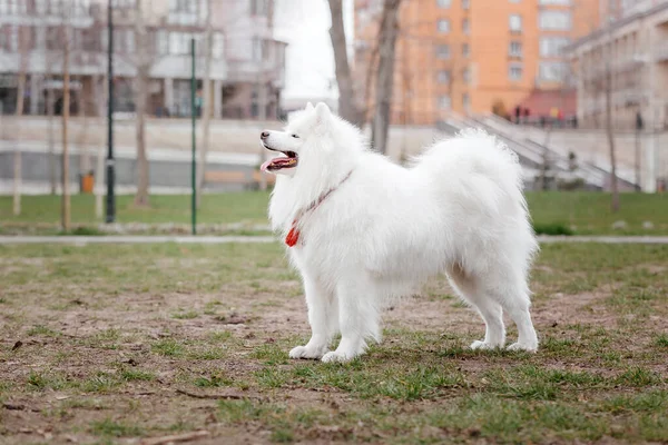 Samojad Hund Leker Gården — Stockfoto