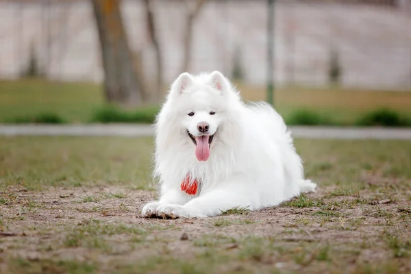 Bianco Soffice Sorridente Samoyed Cane Posa Nel Parco — Foto Stock