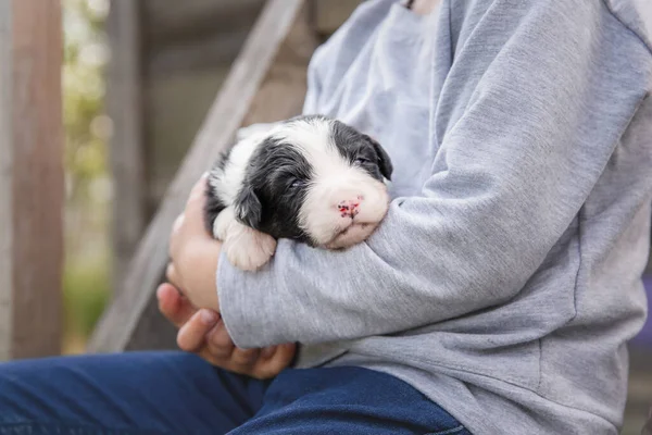 Nsan Kucağında Sevimli Bebek Avustralyalı Çoban Köpeği — Stok fotoğraf