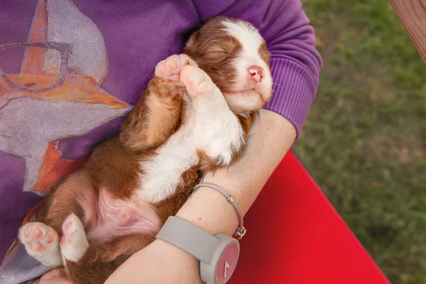 Nsan Kucağında Sevimli Bebek Avustralyalı Çoban Köpeği — Stok fotoğraf
