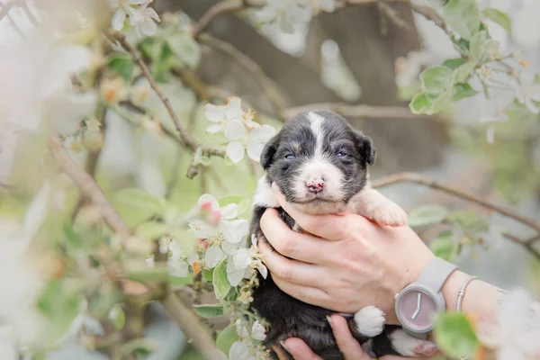Humano Segurando Bonito Bebê Australiano Cachorro Pastor Livre — Fotografia de Stock