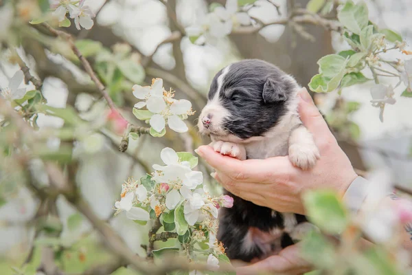 Nsan Kucağında Sevimli Bebek Avustralyalı Çoban Köpeği — Stok fotoğraf