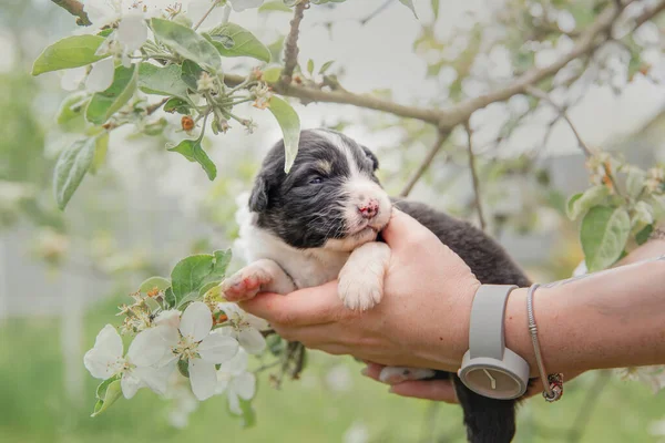 Nsan Kucağında Sevimli Bebek Avustralyalı Çoban Köpeği — Stok fotoğraf