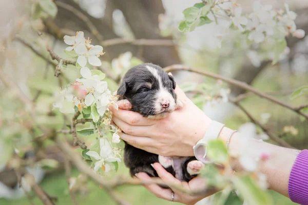 Nsan Kucağında Sevimli Bebek Avustralyalı Çoban Köpeği — Stok fotoğraf