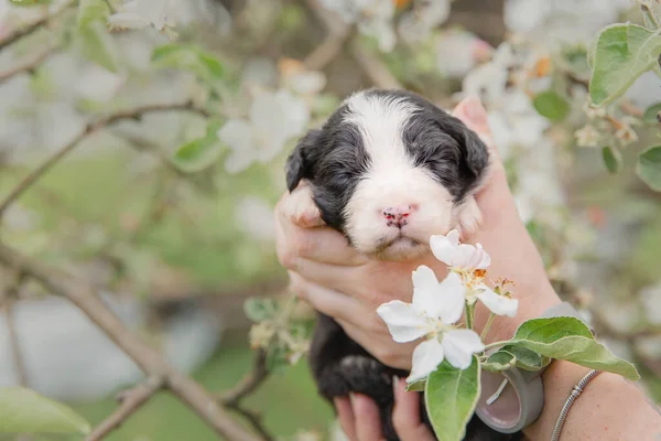 Nsan Kucağında Sevimli Bebek Avustralyalı Çoban Köpeği — Stok fotoğraf