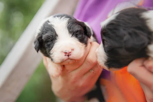 Pessoa Segurando Bonito Bebê Australiano Cachorros Pastor Livre — Fotografia de Stock