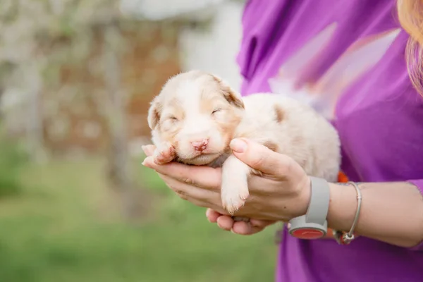 Nsan Kucağında Sevimli Bebek Avustralyalı Çoban Köpeği — Stok fotoğraf