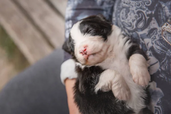 Humano Segurando Bonito Bebê Australiano Cachorro Pastor Livre — Fotografia de Stock