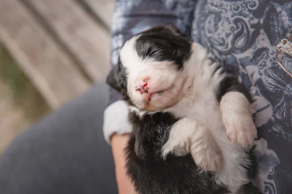 Nsan Kucağında Sevimli Bebek Avustralyalı Çoban Köpeği — Stok fotoğraf