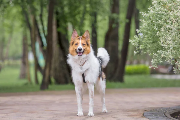 Playful Tricolor Border Collie Dog Playing Outdoors Daytime — Stock Photo, Image