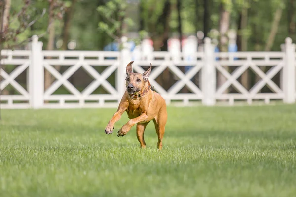 Vizsla赤可愛いです犬遊び屋外で昼間 — ストック写真