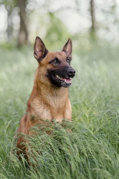Zbliżenie Portret Brązowego Psa Malinois Trawie — Zdjęcie stockowe