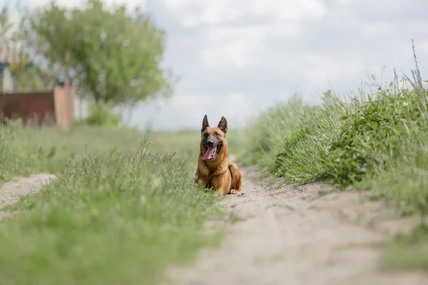 Malinois Pes Hraje Zeleném Poli Pozadí — Stock fotografie