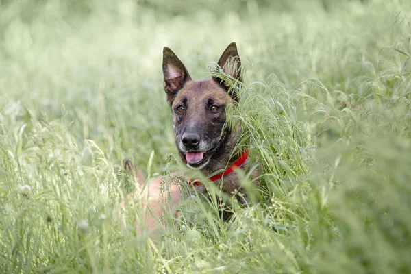 Yeşil Alan Arka Planında Oynayan Malinois Köpeği — Stok fotoğraf