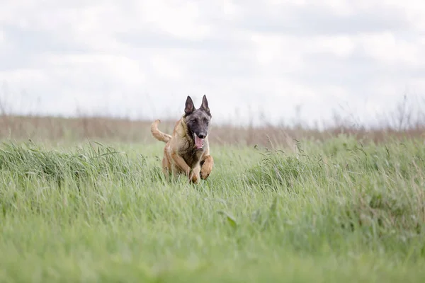 Marrom Bonito Malinois Cão Jogando Livre — Fotografia de Stock