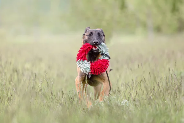 Brun Söt Malinois Hund Spelar Utomhus — Stockfoto