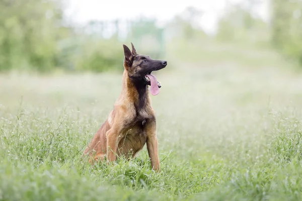 Nahaufnahme Porträt Des Braunen Malinois Hundes Gras — Stockfoto