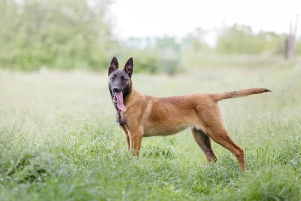 Close Portret Van Bruine Malinois Hond Het Gras — Stockfoto