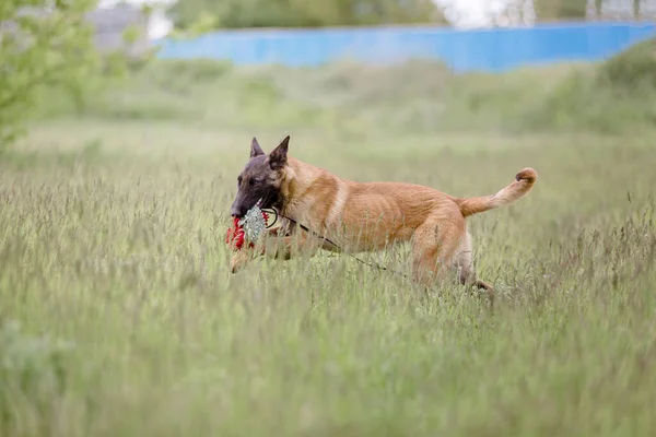 Malinois Brauner Hund Spielt Auf Der Grünen Wiese Hintergrund — Stockfoto