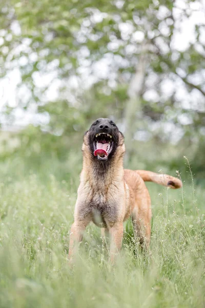 Malinois Brązowy Pies Gra Zielonym Tle Pola — Zdjęcie stockowe