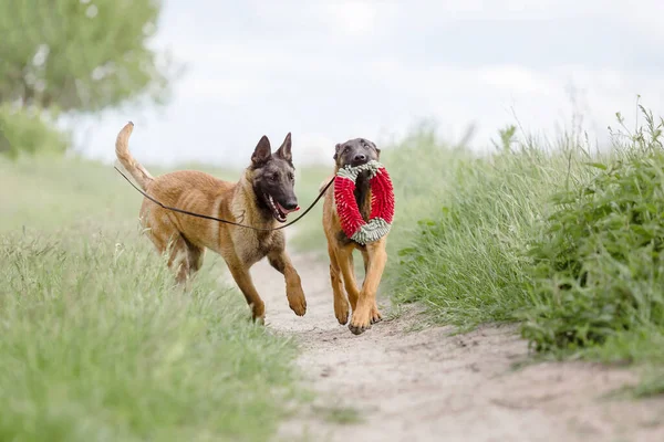 Två Bruna Malinois Hundar Spelar Den Gröna Fältet Bakgrund — Stockfoto