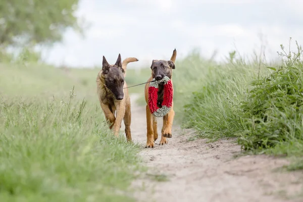 Twee Bruine Malinois Honden Spelen Het Groene Veld Achtergrond — Stockfoto