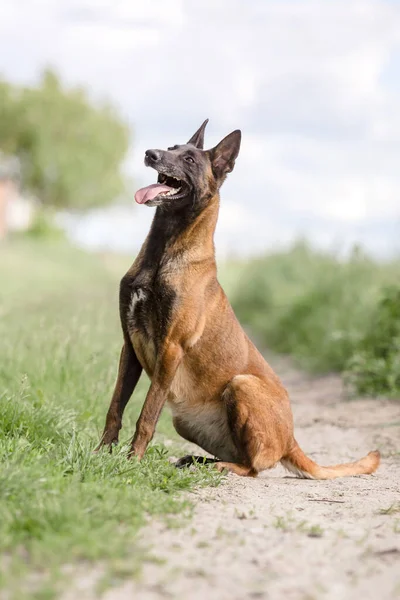 Malinois Brązowy Pies Gra Zielonym Tle Pola — Zdjęcie stockowe