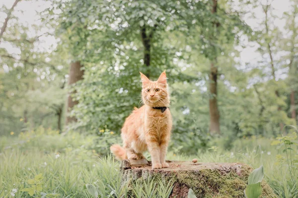 Maine rakunu tasmalı genç kedi dışarıda yürüyor. 